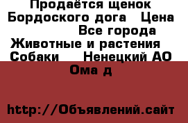 Продаётся щенок Бордоского дога › Цена ­ 37 000 - Все города Животные и растения » Собаки   . Ненецкий АО,Ома д.